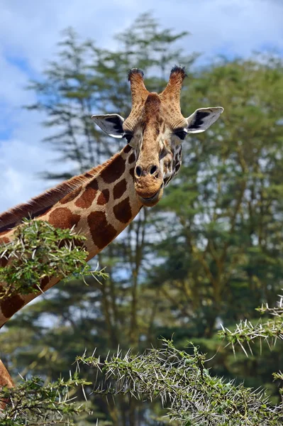 Afrikansk giraff — Stockfoto