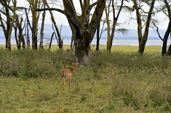 Gacela de Impala —  Fotos de Stock