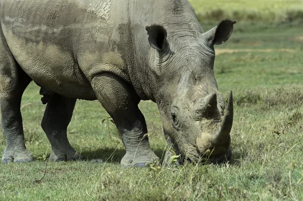 Witte neushoorn — Stockfoto