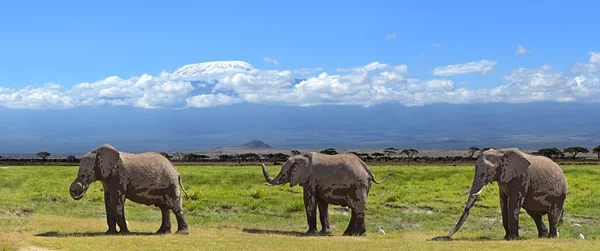 Elefantes africanos — Foto de Stock