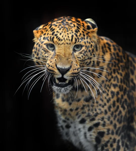 Afryki leopard — Zdjęcie stockowe