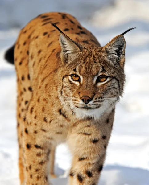 Lynx djur — Stockfoto