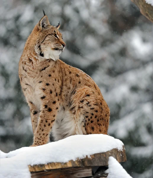 Lynx djur — Stockfoto