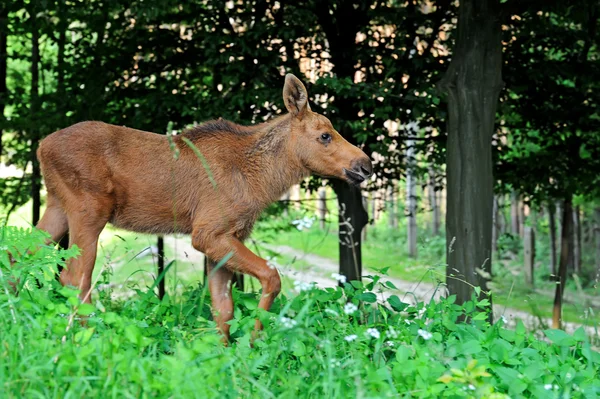 Elch im Wald — Stockfoto