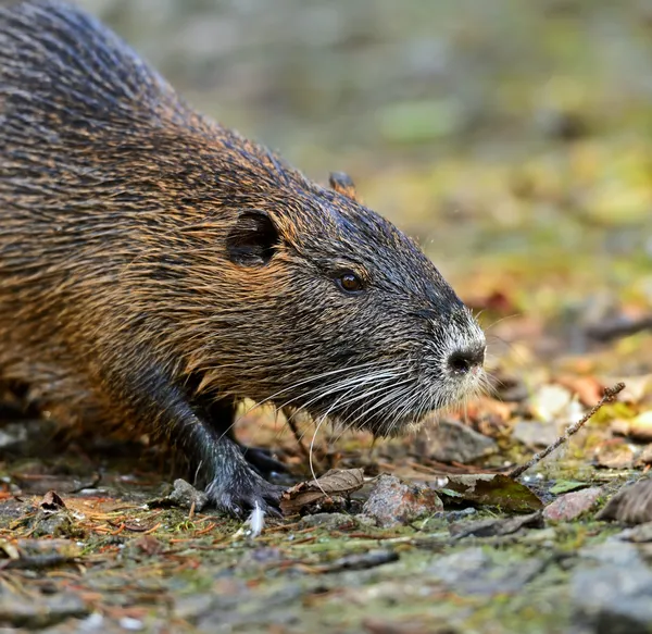 Wasserratte — Stockfoto