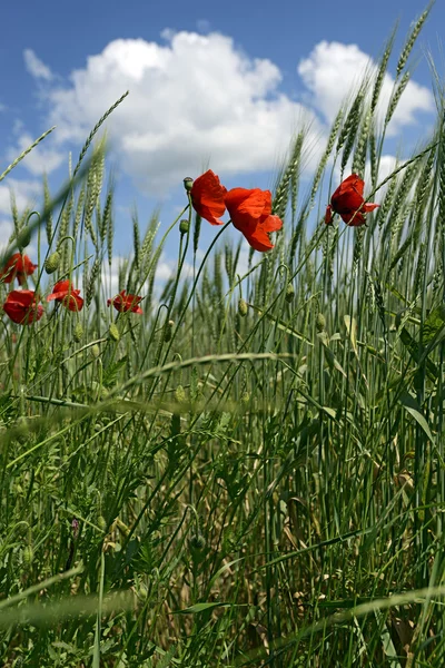 Pradera de amapola Imagen de stock