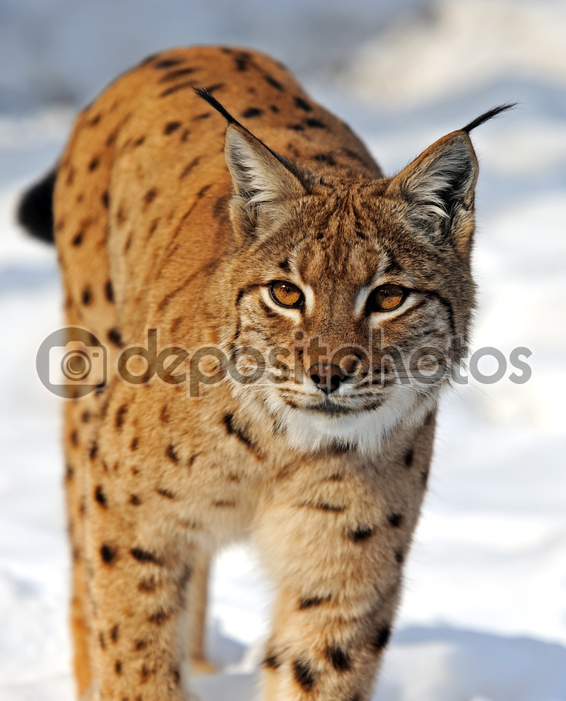 Lynx Animal Stock Photo Image By C Kyslynskyy Lynx Animal Stock Photo Image By C Kyslynskyy
