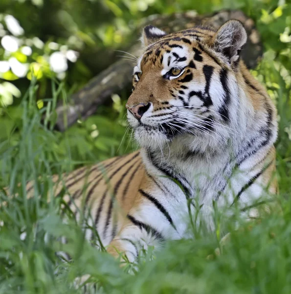 Tigre di Amur — Foto Stock