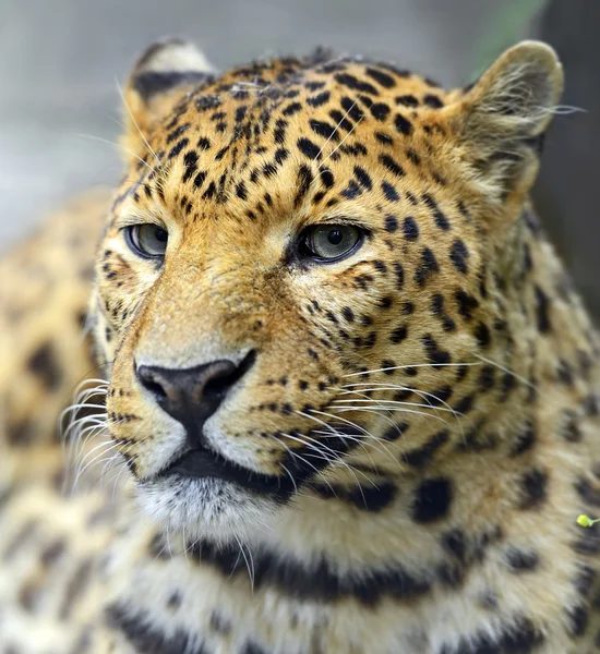 Leopardo africano — Foto Stock