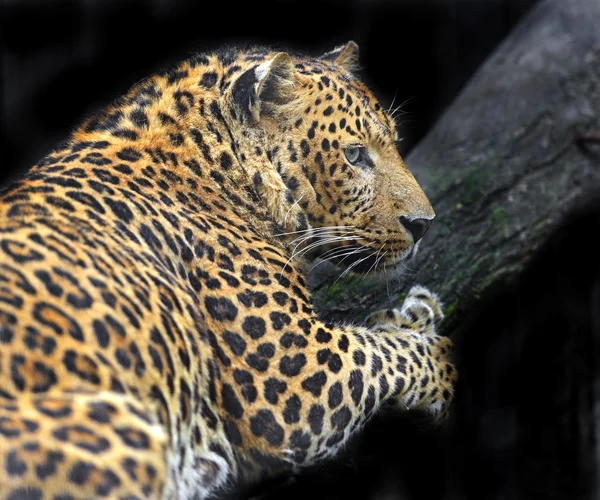 Afrikansk Leopard - Stock-foto