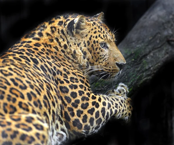 Afrikanska Leopard — Stockfoto