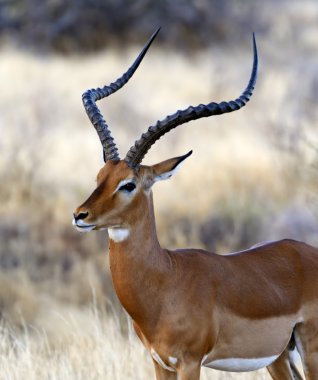 Impala gazelle clipart