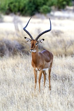 Impala ceylan