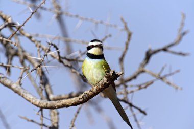 Avrupalı arı yiyici
