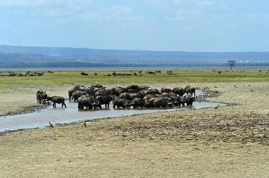 Buffalos Gölü nakuru Milli Parkı