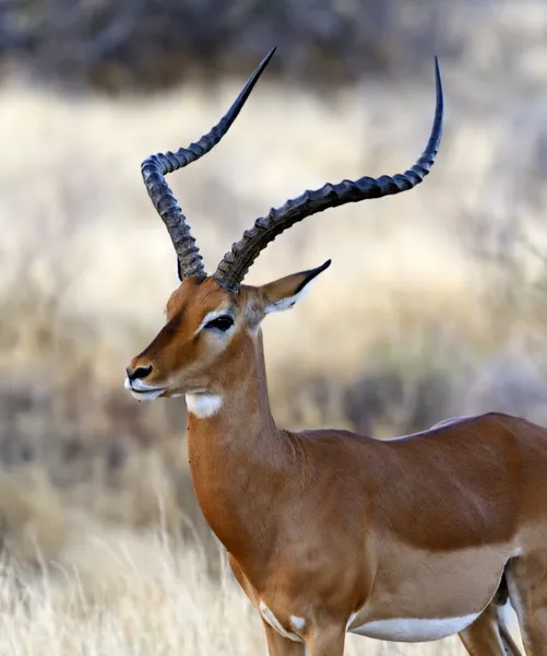 Impala gasell — Stockfoto