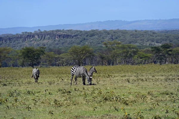 Cebra africana Kenia en su hábitat natural — Foto de Stock