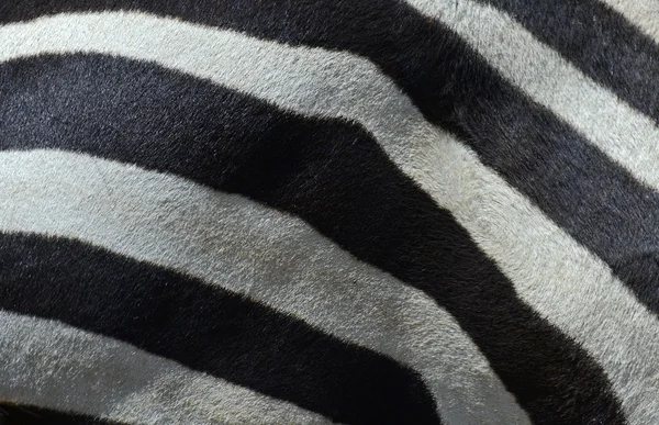 Zebra. — Fotografia de Stock