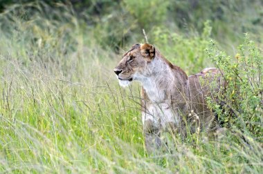 dişi aslan masai mara