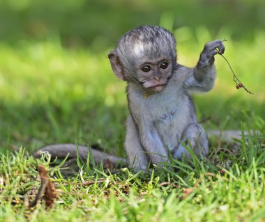 vervet maymunu