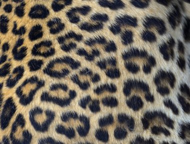 leopar