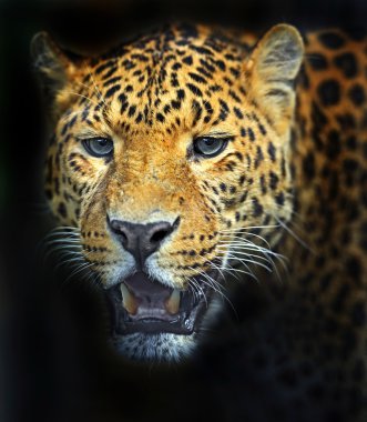 leopar