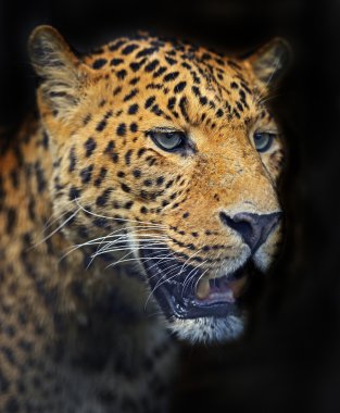 leopar 