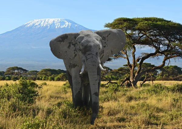 Elefante del Kilimangiaro — Foto Stock