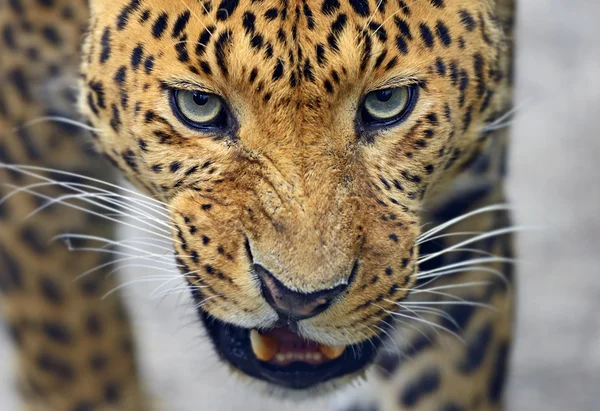 Leopardo — Foto Stock