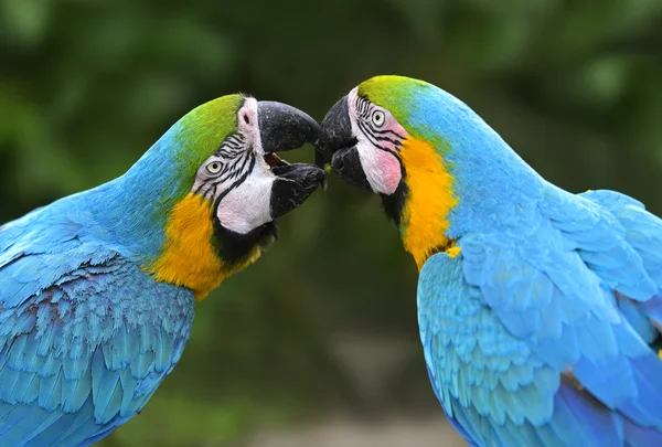 Uccelli pappagallo — Foto Stock