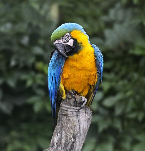 Птица попугая
