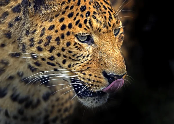 Leopardo — Fotografia de Stock