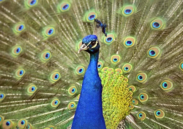 Pfau — Stockfoto