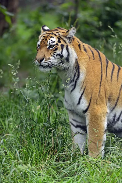 Amur tijger — Stockfoto