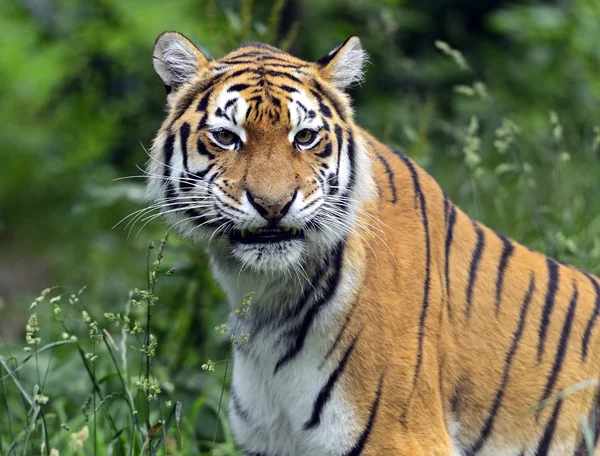 Amur tiger — Stockfoto