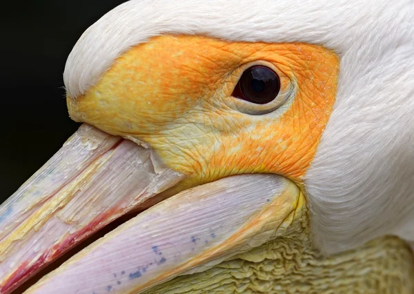 Pelicano branco europeu — Fotografia de Stock