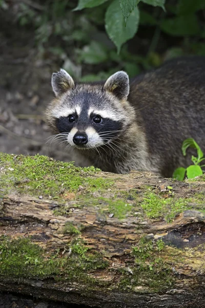 Waschbär — Stockfoto