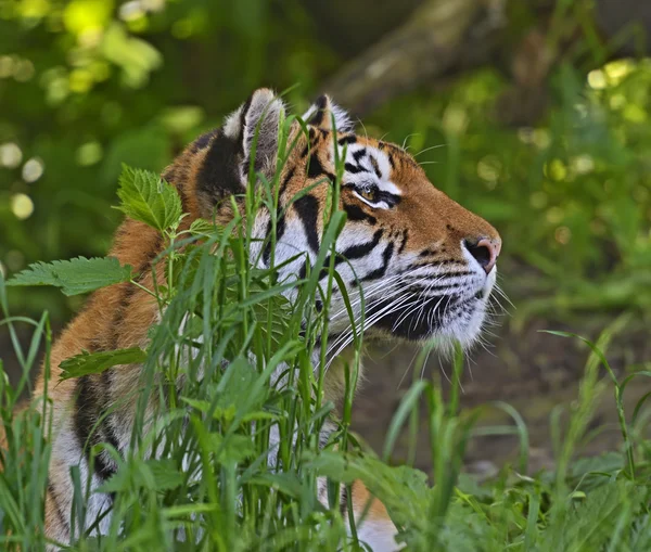 Amur Tiger — Stock Photo, Image