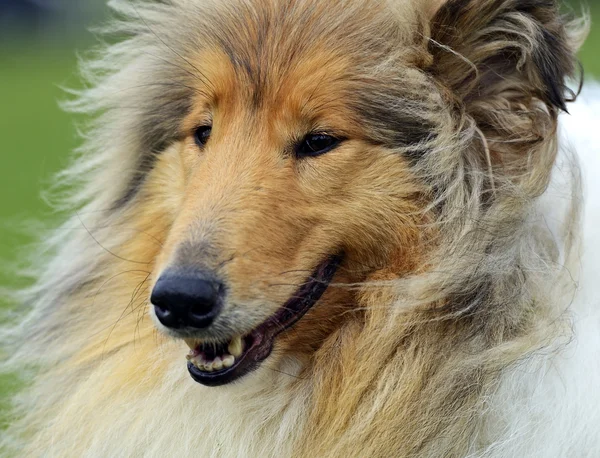 Portret collie — Stockfoto