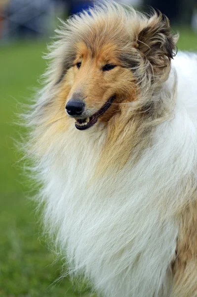 Porträtt collie — Stockfoto