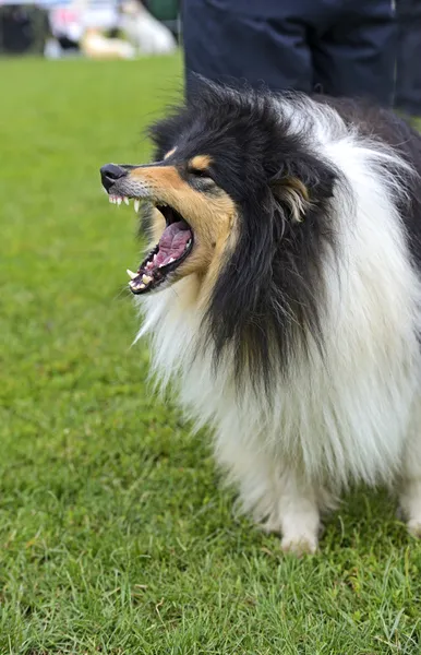 Portraitcollie — Stockfoto