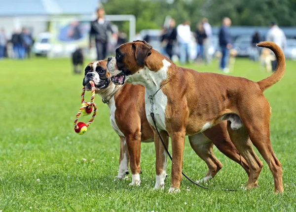 Duits bokser — Stockfoto