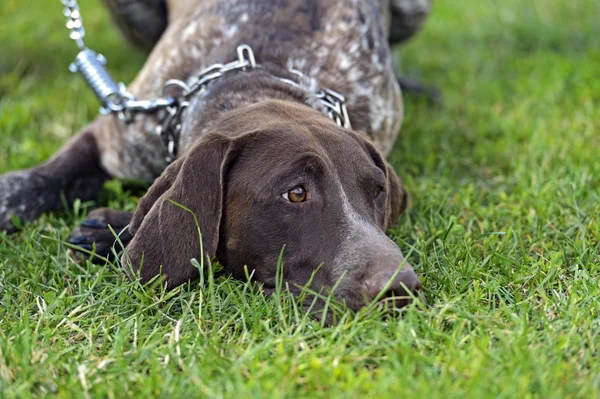 Cani puntatore a pelo corto tedeschi — Foto Stock