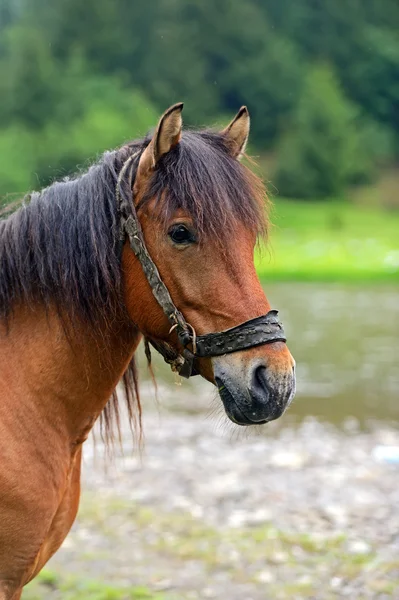 Caballo sobre un fondo de montaña —  Fotos de Stock