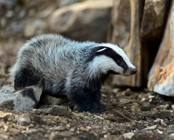 Badgers in their natural habitat — Stock Photo, Image