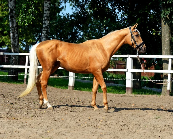 Tribal young stallion at the racetrack — Stock Photo, Image