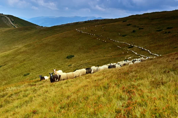 Reizen langs de bergkam in de zomer — Stockfoto