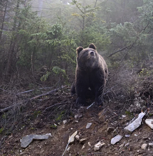 Brown bear — Stock Photo, Image