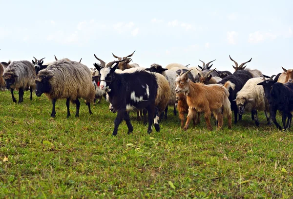 Herd of sheep — Stock Photo, Image