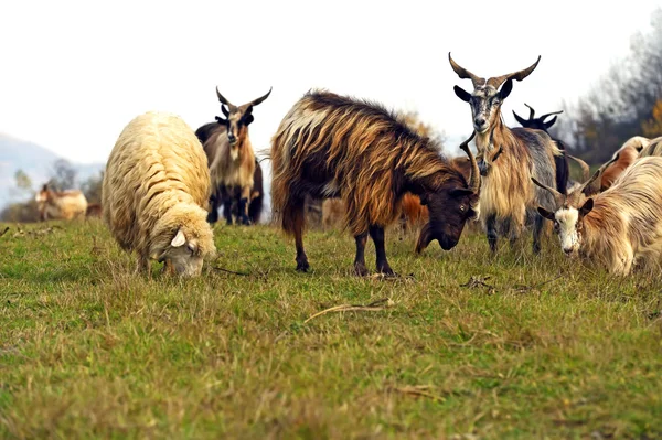 Kudde schapen — Stockfoto